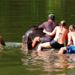 Elephant bathing near me, Elephant bathing Bangkok to Kanchanaburi riverkwai tour. Elephant bathing trip from Bangkok to elephant camp